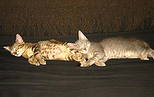 adopt rescued kittens washington dc, rescued kittens northern virginia, donations to save cats, cat clinic virginia, cat foster home maryland, wild cat rescue northern virginia, tnr feral cats maryland, donate feral cat rescue, help rescue wild cats